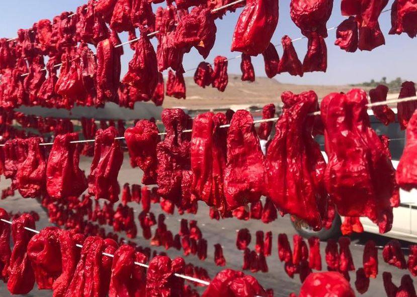Şanlıurfa Biber Hasadıyla İsot Üretimine Start Verdi!