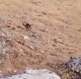 Şanlıurfa’da Nesli Tehlike Altında Olan Çizgili Sırtlan Görüldü