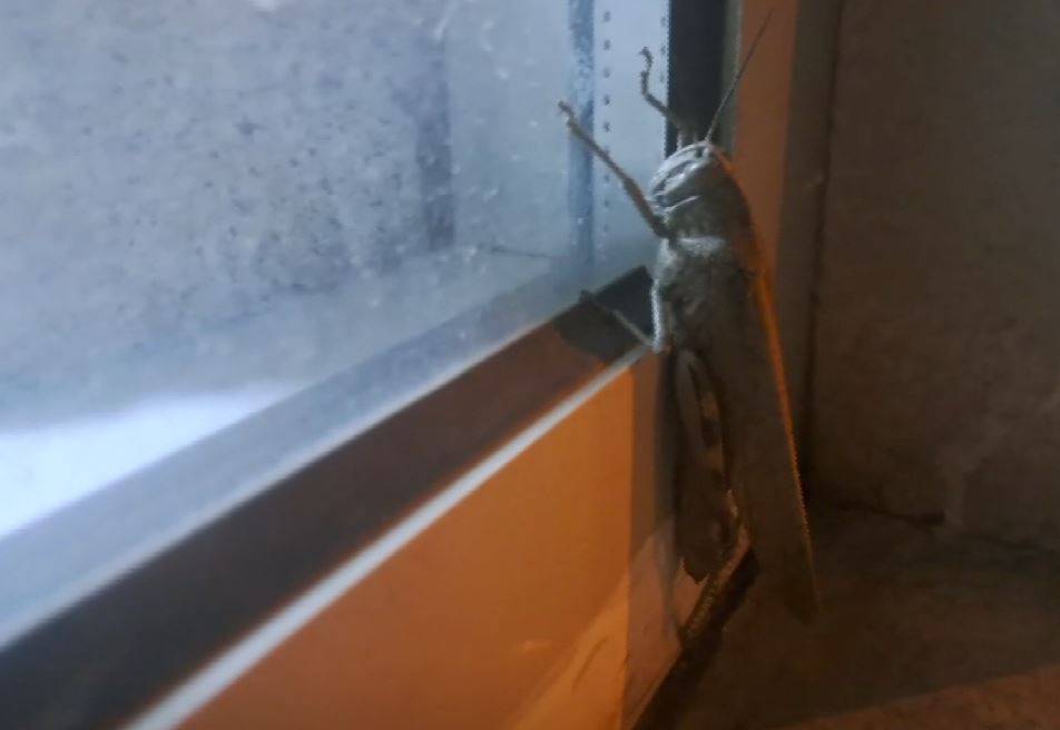 Gören bir daha baktı, boyutu şaşkınlık oluşturdu!