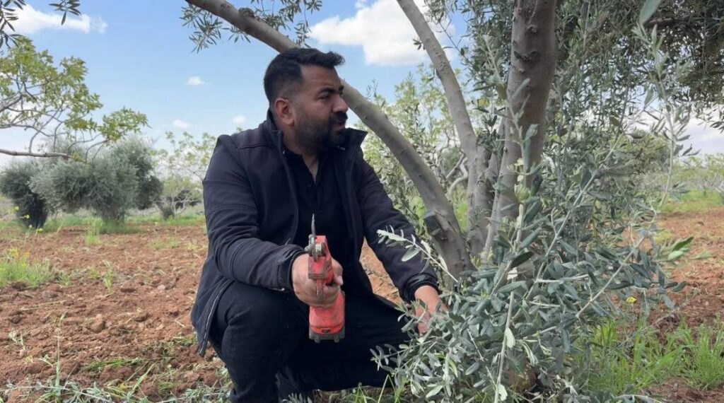 Şanlıurfa'da zeytin üreticilerine kritik uyarı!