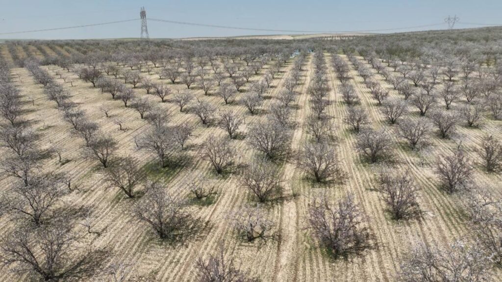 Urfa badem üretiminde zirveye yaklaşıyor!