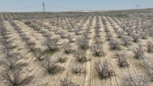 Urfa badem üretiminde zirveye yaklaşıyor!